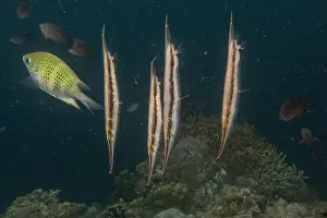 Palawan Prints: Fish swim in the Sea of the Philippines