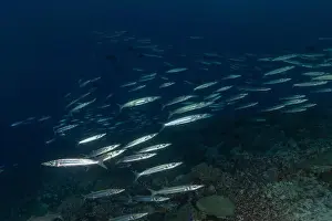 Fish swim at the Tubbataha Reefs national park Philippines