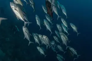 Under The Sea Prints: Fish swim at the Tubbataha Reefs national park Philippines