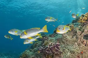 Under The Sea Prints: Fish swim at the Tubbataha Reefs national park Philippines