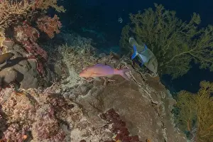 Under The Sea Prints: Fish swim at the Tubbataha Reefs national park Philippines