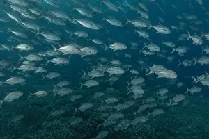 Under The Sea Prints: Fish swim at the Tubbataha Reefs national park Philippines
