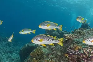 Under The Sea Prints: Fish swim at the Tubbataha Reefs national park Philippines
