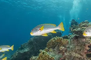 Under The Sea Prints: Fish swim at the Tubbataha Reefs national park Philippines