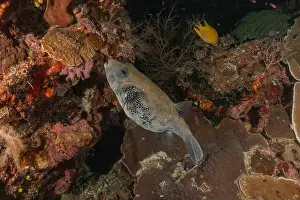Under The Sea Prints: Fish swim at the Tubbataha Reefs national park Philippines