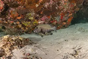Under The Sea Prints: Fish swim at the Tubbataha Reefs national park Philippines