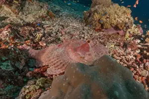 Under The Sea Prints: Fish swim at the Tubbataha Reefs national park Philippines
