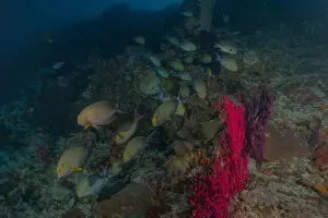 Under The Sea Prints: Fish swim at the Tubbataha Reefs national park Philippines