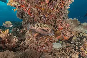 Under The Sea Prints: Fish swim at the Tubbataha Reefs national park Philippines