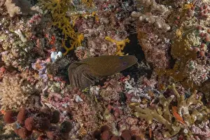 Under The Sea Prints: Fish swim at the Tubbataha Reefs national park Philippines
