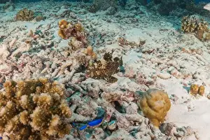 Under The Sea Prints: Fish swim at the Tubbataha Reefs national park Philippines