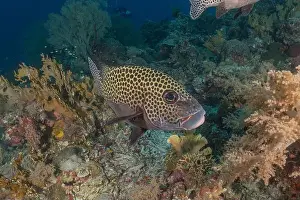 Under The Sea Prints: Fish swim at the Tubbataha Reefs national park Philippines