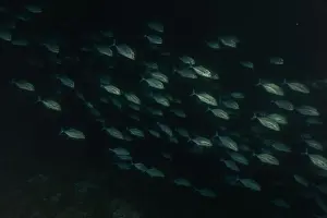 Under The Sea Prints: Fish swim at the Tubbataha Reefs national park Philippines