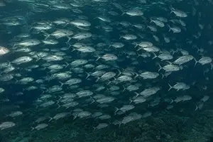 Under The Sea Prints: Fish swim at the Tubbataha Reefs national park Philippines