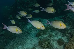 Under The Sea Prints: Fish swim at the Tubbataha Reefs national park Philippines