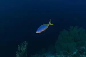 Under The Sea Prints: Fish swim at the Tubbataha Reefs national park Philippines