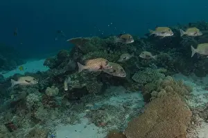 Under The Sea Prints: Fish swim at the Tubbataha Reefs national park Philippines