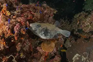 Under The Sea Prints: Fish swim at the Tubbataha Reefs national park Philippines