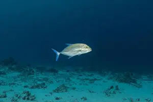 Under The Sea Prints: Fish swim at the Tubbataha Reefs national park Philippines