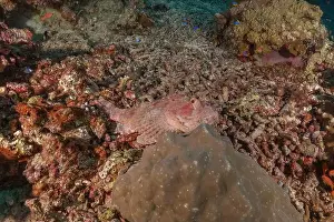 Under The Sea Prints: Fish swim at the Tubbataha Reefs national park Philippines