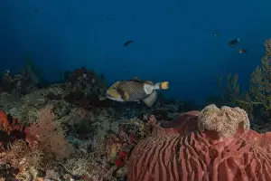 Under The Sea Prints: Fish swim at the Tubbataha Reefs national park Philippines