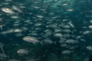 Under The Sea Prints: Fish swim at the Tubbataha Reefs national park Philippines