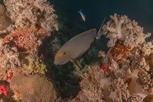 Under The Sea Prints: Fish swim at the Tubbataha Reefs national park Philippines