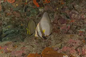 Under The Sea Prints: Fish swim at the Tubbataha Reefs national park Philippines