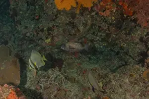 Under The Sea Prints: Fish swim at the Tubbataha Reefs national park Philippines