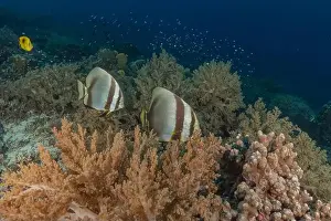 Under The Sea Prints: Fish swim at the Tubbataha Reefs national park Philippines