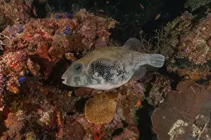 Under The Sea Prints: Fish swim at the Tubbataha Reefs national park Philippines