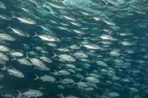 Under The Sea Prints: Fish swim at the Tubbataha Reefs national park Philippines