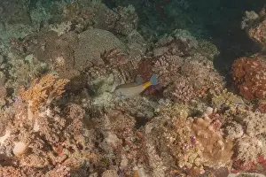 Under The Sea Prints: Fish swim at the Tubbataha Reefs national park Philippines