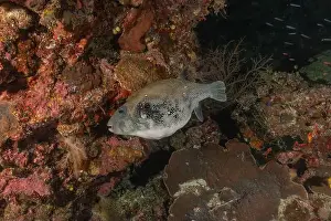 Under The Sea Prints: Fish swim at the Tubbataha Reefs national park Philippines