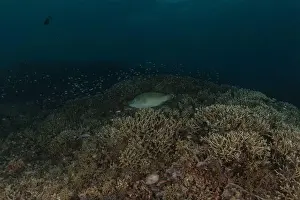 Under The Sea Prints: Fish swim at the Tubbataha Reefs national park Philippines