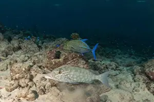 Under The Sea Prints: Fish swim at the Tubbataha Reefs national park Philippines