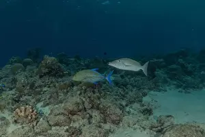 Under The Sea Prints: Fish swim at the Tubbataha Reefs national park Philippines