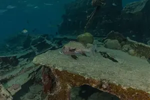 Under The Sea Prints: Fish swim at the Tubbataha Reefs national park Philippines