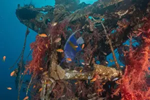 Under The Sea Prints: Fish swim at the Tubbataha Reefs national park Philippines
