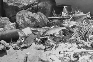Social Issues Prints: Fish swimming in dirty water among garbage lying on bottom