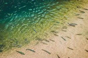 Green Lake Prints: fish swimming in a lake