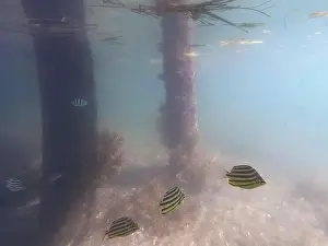 Schooling Prints: fish swimming in the ocean