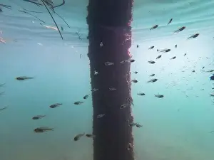 Schooling Prints: fish swimming in the ocean