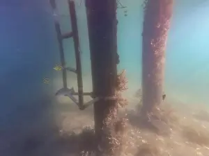 Schooling Prints: fish swimming in the ocean