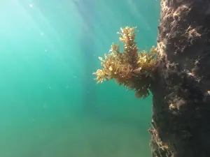 Schooling Prints: fish swimming in the ocean