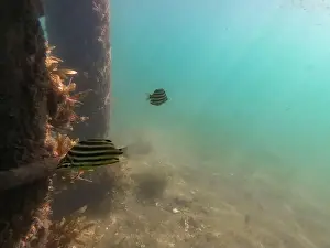Schooling Prints: fish swimming in the ocean