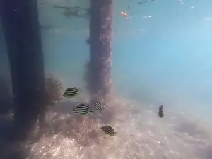 Schooling Prints: fish swimming in the ocean