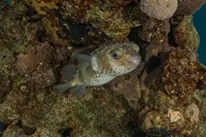 Fish swimming in the Red Sea, colorful fish, Eilat Israel