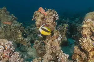 Fish swimming in the Red Sea, colorful fish, Eilat Israel