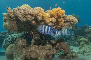 Bicinctus Prints: Fish swimming in the Red Sea, colorful fish, Eilat Israel